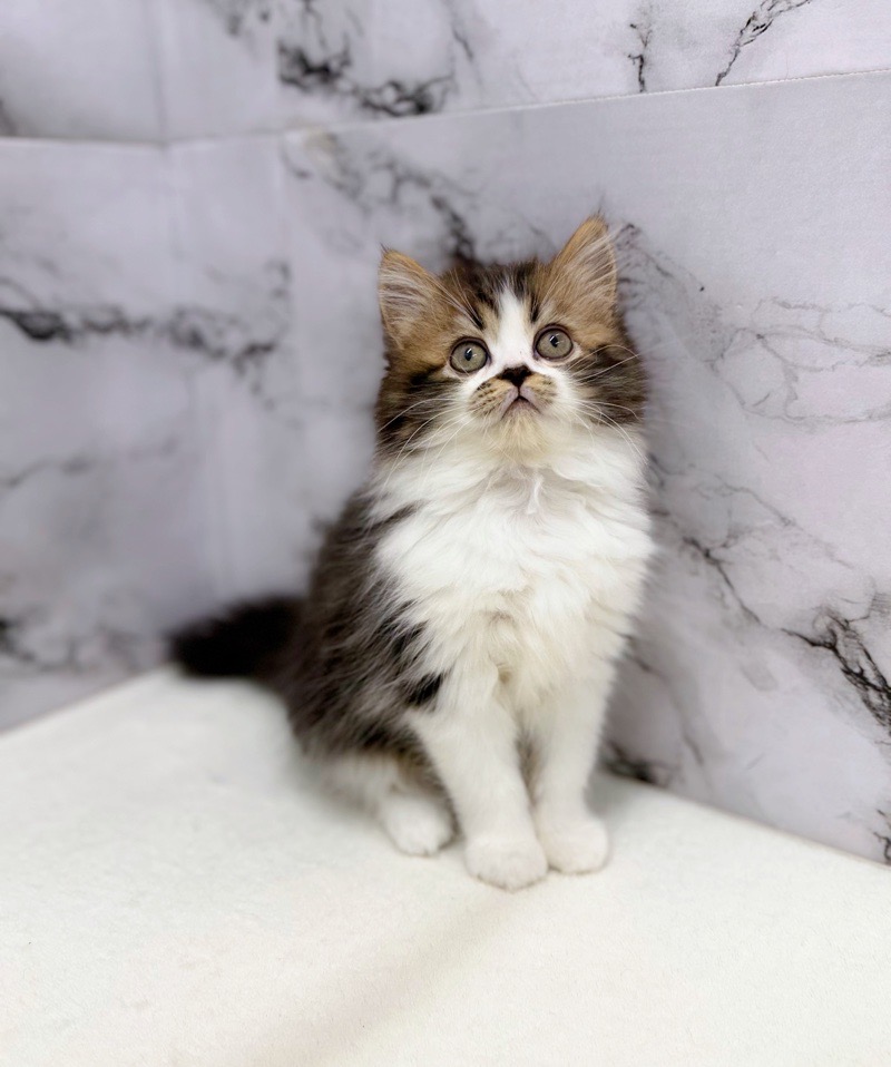 神奈川県のラガマフィン (かねだい東戸塚店/2025年12月20日生まれ/男の子/ブラウンタビーホワイト)の子猫の3枚目の画像