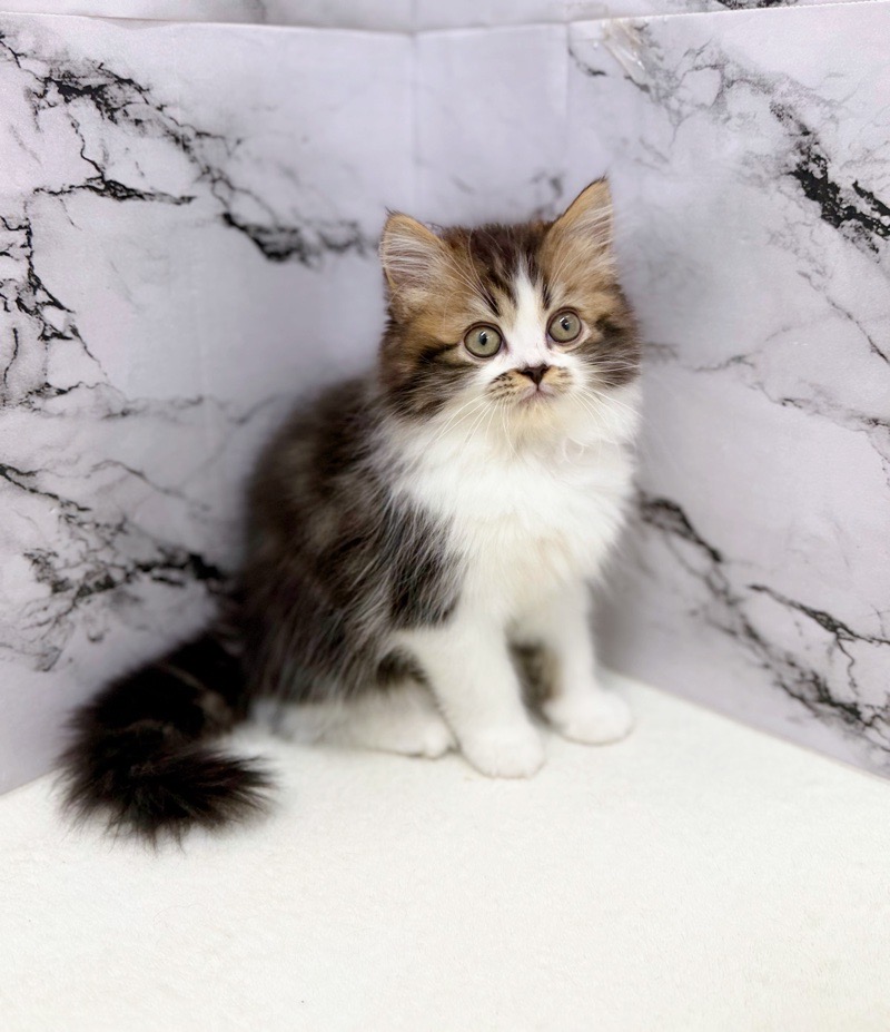 神奈川県のラガマフィン (かねだい東戸塚店/2025年12月20日生まれ/男の子/ブラウンタビーホワイト)の子猫の4枚目の画像