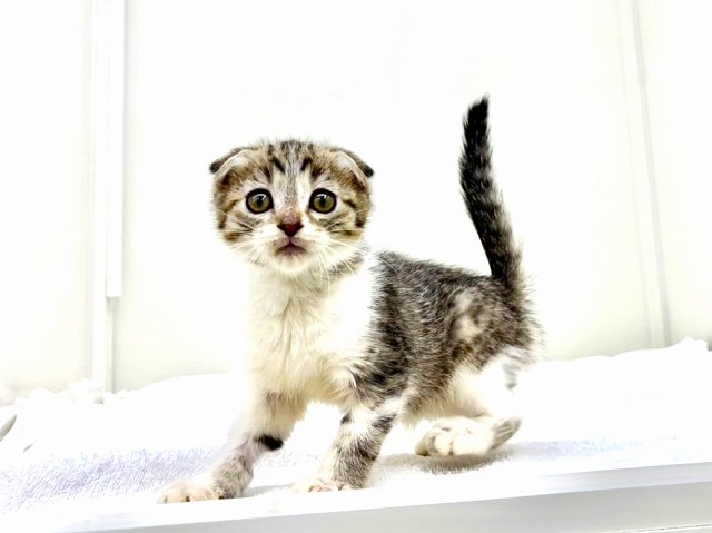 東京都のスコティッシュフォールド (かねだい本町田店/2025年12月14日生まれ/女の子/ブラックタビーホワイト)の子猫の1枚目の画像