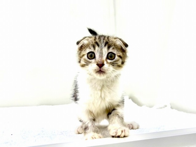 東京都のスコティッシュフォールド (かねだい本町田店/2025年12月14日生まれ/女の子/ブラックタビーホワイト)の子猫の2枚目の画像