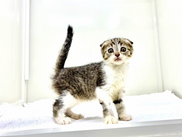 東京都のスコティッシュフォールド (かねだい本町田店/2025年12月14日生まれ/女の子/ブラックタビーホワイト)の子猫の3枚目の画像