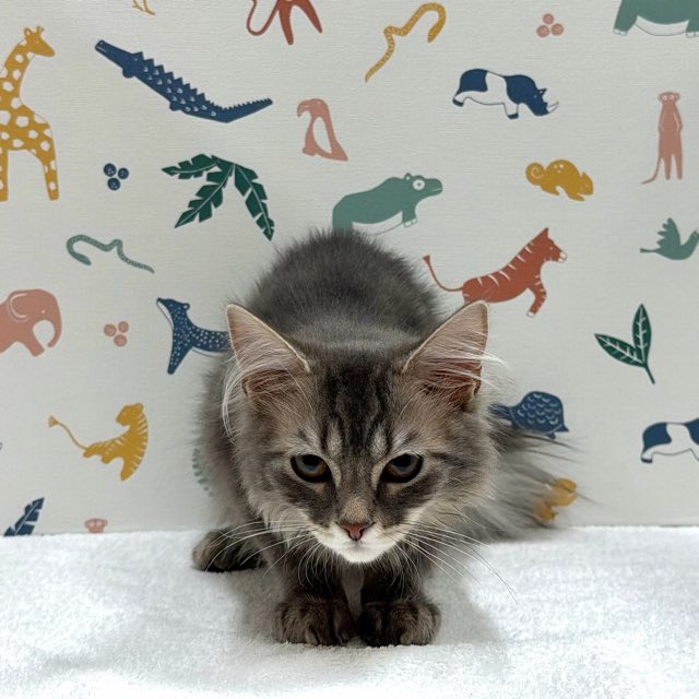 東京都のターキッシュアンゴラ (かねだい足立店/2025年10月10日生まれ/男の子/ブルータビー)の子猫の2枚目の画像