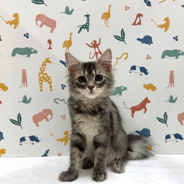 東京都のターキッシュアンゴラ (かねだい足立店/2025年10月10日生まれ/男の子/ブルータビー)の子猫の1枚目の画像