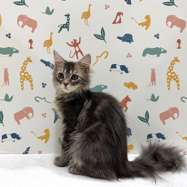 東京都のターキッシュアンゴラ (かねだい足立店/2025年10月10日生まれ/男の子/ブルータビー)の子猫の3枚目の画像