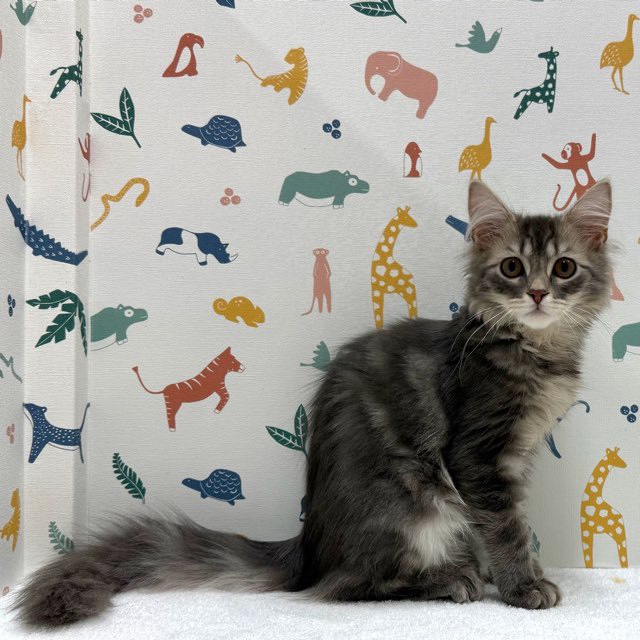 東京都のターキッシュアンゴラ (かねだい足立店/2025年10月10日生まれ/男の子/ブルータビー)の子猫の4枚目の画像