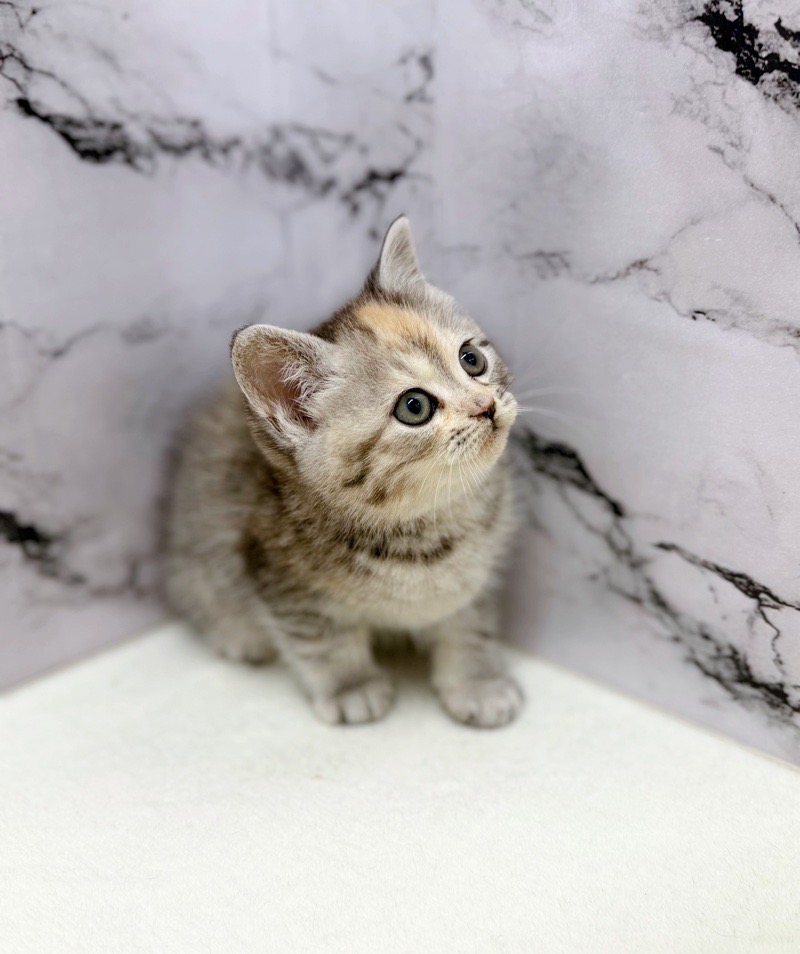 神奈川県のマンチカン (かねだい東戸塚店/2025年12月19日生まれ/女の子/シルバーパッチドマッカレルタビー)の子猫の1枚目の画像