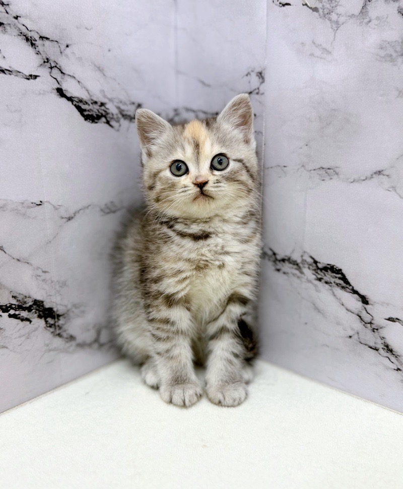 神奈川県のマンチカン (かねだい東戸塚店/2025年12月19日生まれ/女の子/シルバーパッチドマッカレルタビー)の子猫の3枚目の画像