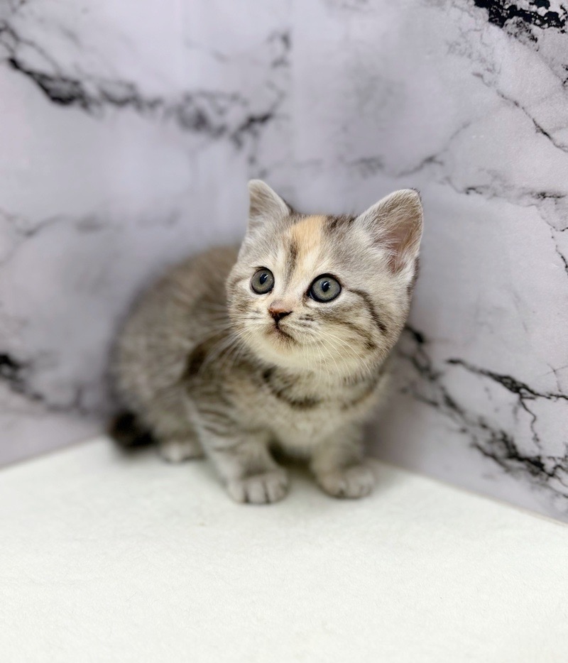 神奈川県のマンチカン (かねだい東戸塚店/2025年12月19日生まれ/女の子/シルバーパッチドマッカレルタビー)の子猫の4枚目の画像