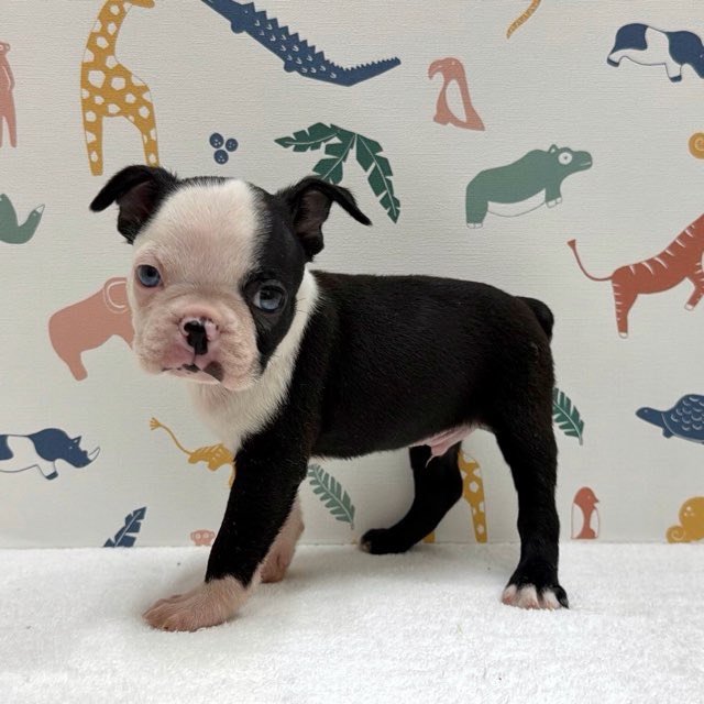 東京都のボストンテリア (かねだい足立店/2025年12月17日生まれ/男の子/ボストンカラー)の子犬の4枚目の画像