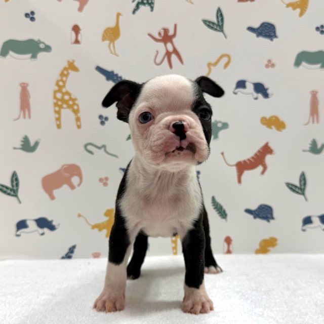 東京都のボストンテリア (かねだい足立店/2025年12月17日生まれ/男の子/ボストンカラー)の子犬の1枚目の画像