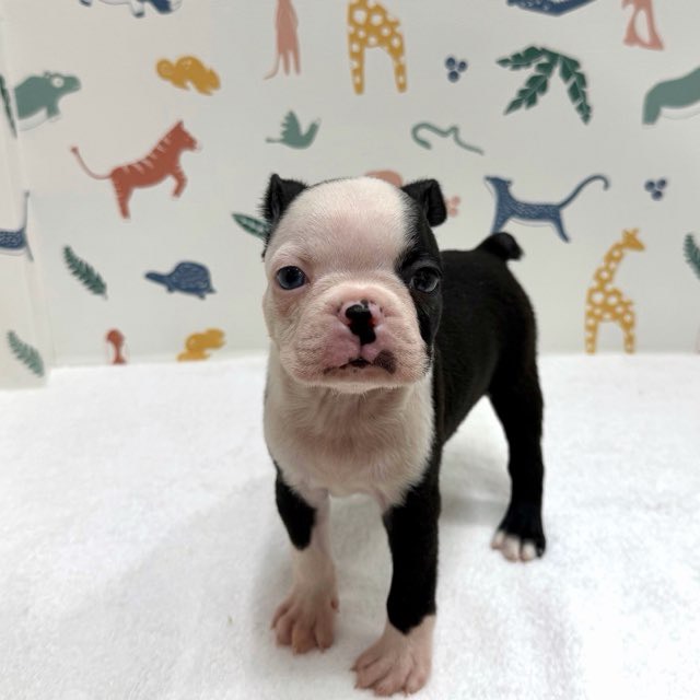 東京都のボストンテリア (かねだい足立店/2025年12月17日生まれ/男の子/ボストンカラー)の子犬の3枚目の画像