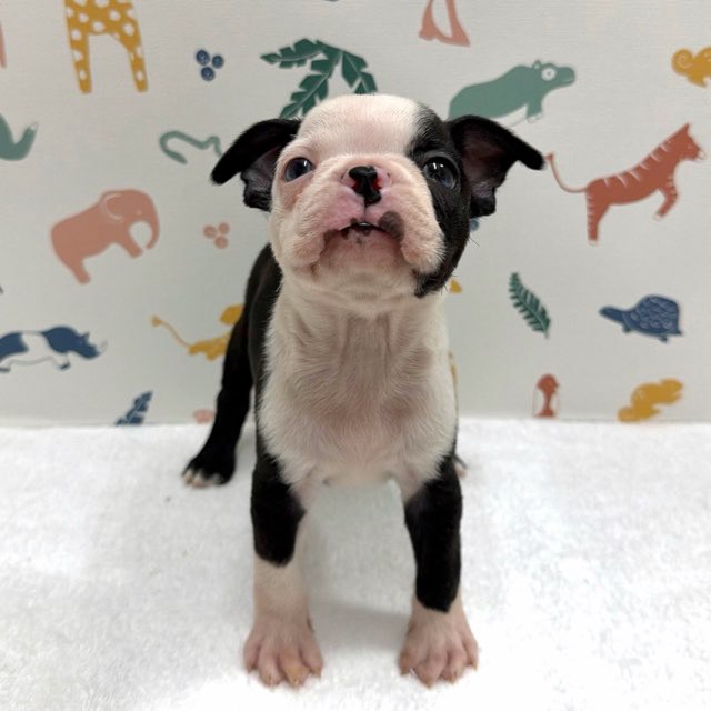 東京都のボストンテリア (かねだい足立店/2025年12月17日生まれ/男の子/ボストンカラー)の子犬の2枚目の画像