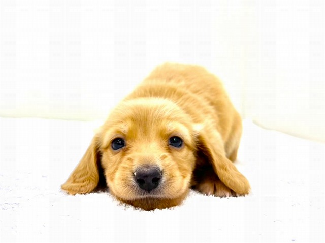 東京都のミニチュアダックスフンド(ロング) (かねだい本町田店/2025年12月21日生まれ/女の子/イエロー)の子犬の1枚目の画像