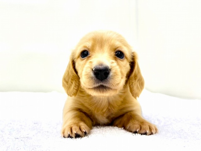 東京都のミニチュアダックスフンド(ロング) (かねだい本町田店/2025年12月21日生まれ/女の子/イエロー)の子犬の2枚目の画像