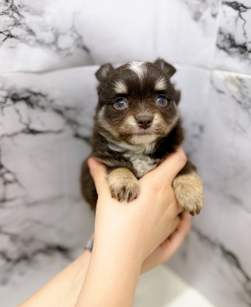 神奈川県のチワワ(ロング) (かねだい東戸塚店/2025年12月19日生まれ/男の子/チョコレートタンホワイト)の子犬の1枚目の画像