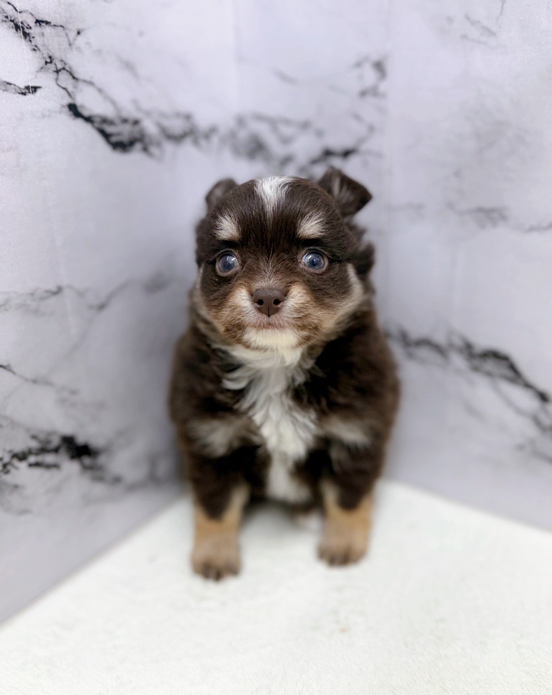 神奈川県のチワワ(ロング) (かねだい東戸塚店/2025年12月19日生まれ/男の子/チョコレートタンホワイト)の子犬の2枚目の画像