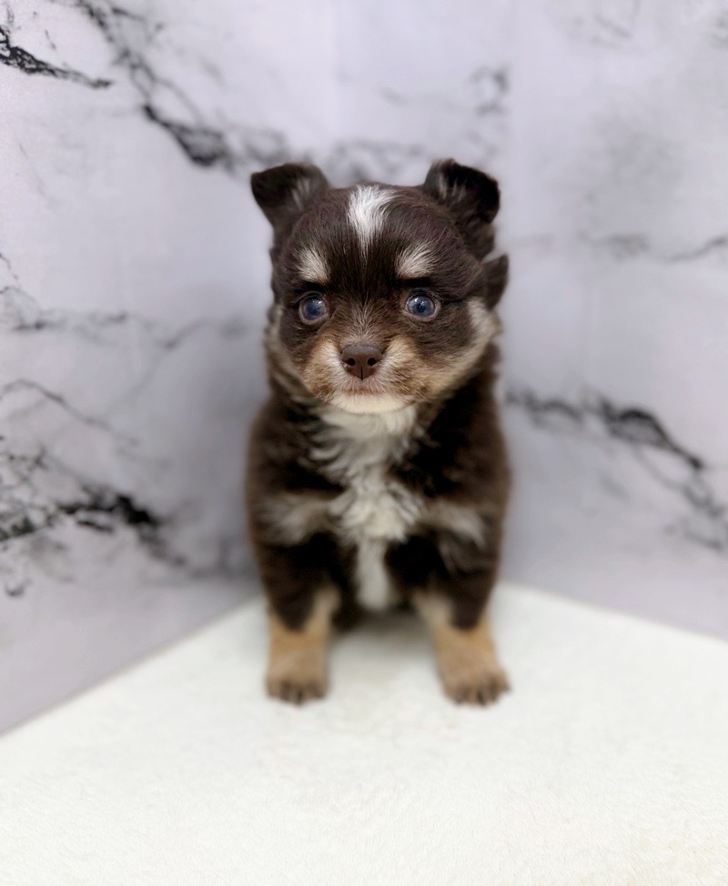 神奈川県のチワワ(ロング) (かねだい東戸塚店/2025年12月19日生まれ/男の子/チョコレートタンホワイト)の子犬の3枚目の画像