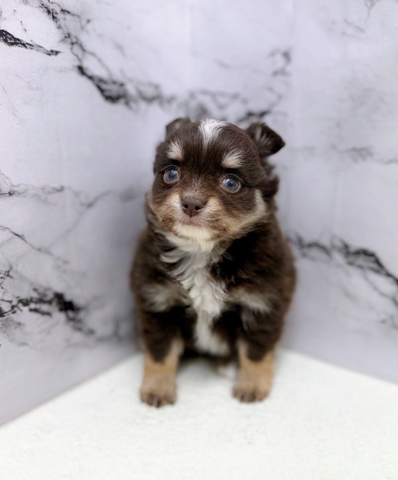 神奈川県のチワワ(ロング) (かねだい東戸塚店/2025年12月19日生まれ/男の子/チョコレートタンホワイト)の子犬の4枚目の画像