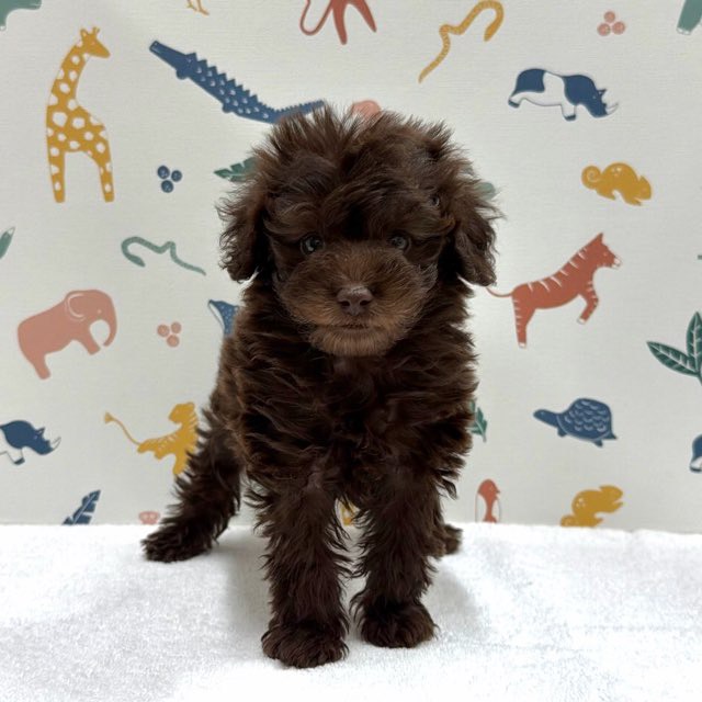 東京都のトイプードル(トイ) (かねだい足立店/2025年12月19日生まれ/女の子/ブラウン)の子犬の1枚目の画像