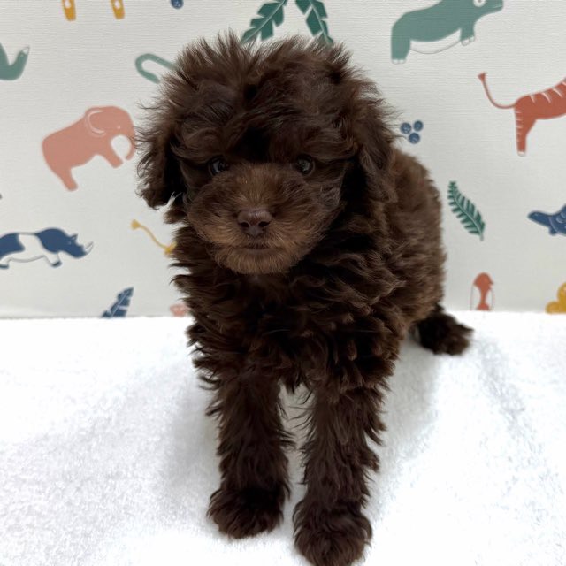 東京都のトイプードル(トイ) (かねだい足立店/2025年12月19日生まれ/女の子/ブラウン)の子犬の2枚目の画像