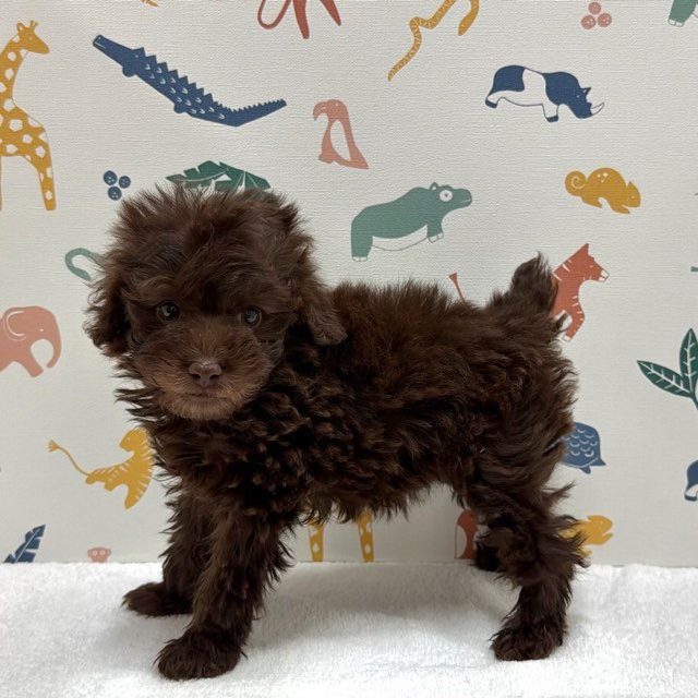 東京都のトイプードル(トイ) (かねだい足立店/2025年12月19日生まれ/女の子/ブラウン)の子犬の3枚目の画像