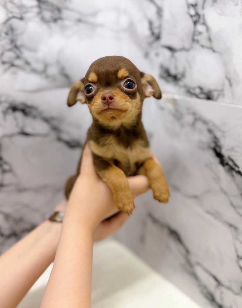 神奈川県のチワワ(スムース) (かねだい東戸塚店/2025年12月14日生まれ/女の子/チョコレートタン)の子犬の1枚目の画像