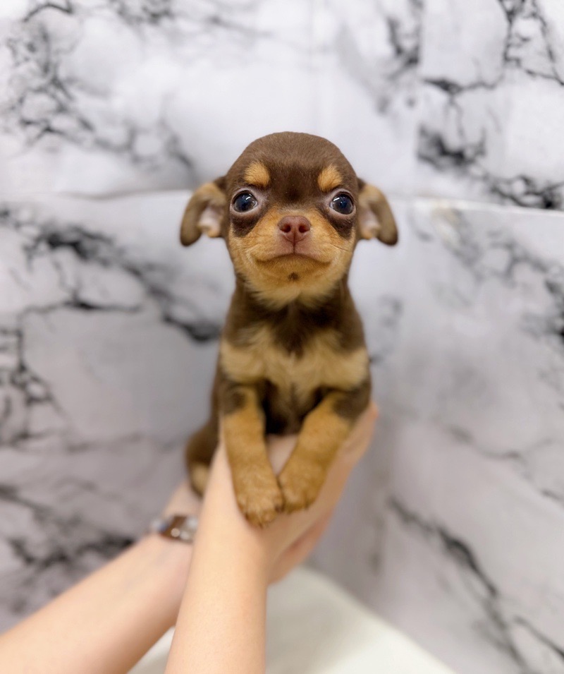 神奈川県のチワワ(スムース) (かねだい東戸塚店/2025年12月14日生まれ/女の子/チョコレートタン)の子犬の2枚目の画像