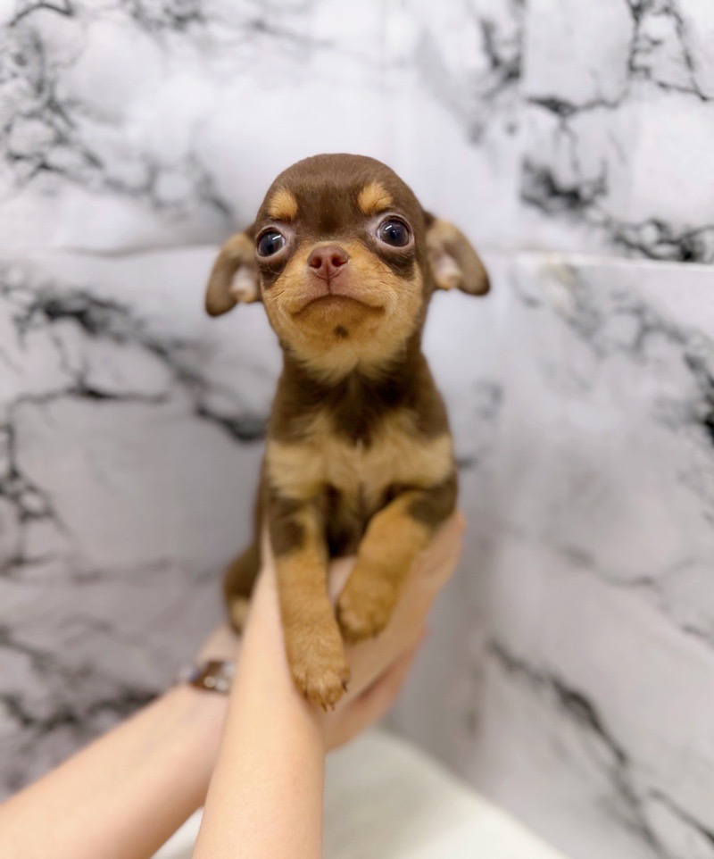 神奈川県のチワワ(スムース) (かねだい東戸塚店/2025年12月14日生まれ/女の子/チョコレートタン)の子犬の3枚目の画像