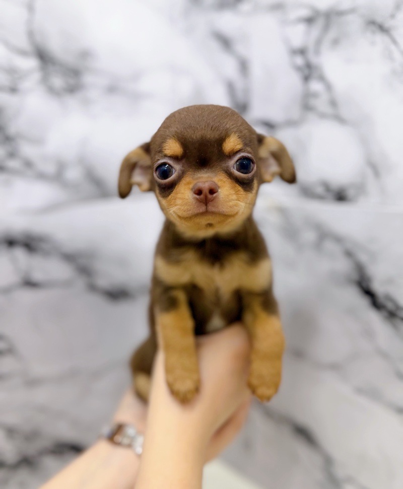 神奈川県のチワワ(スムース) (かねだい東戸塚店/2025年12月14日生まれ/女の子/チョコレートタン)の子犬の4枚目の画像