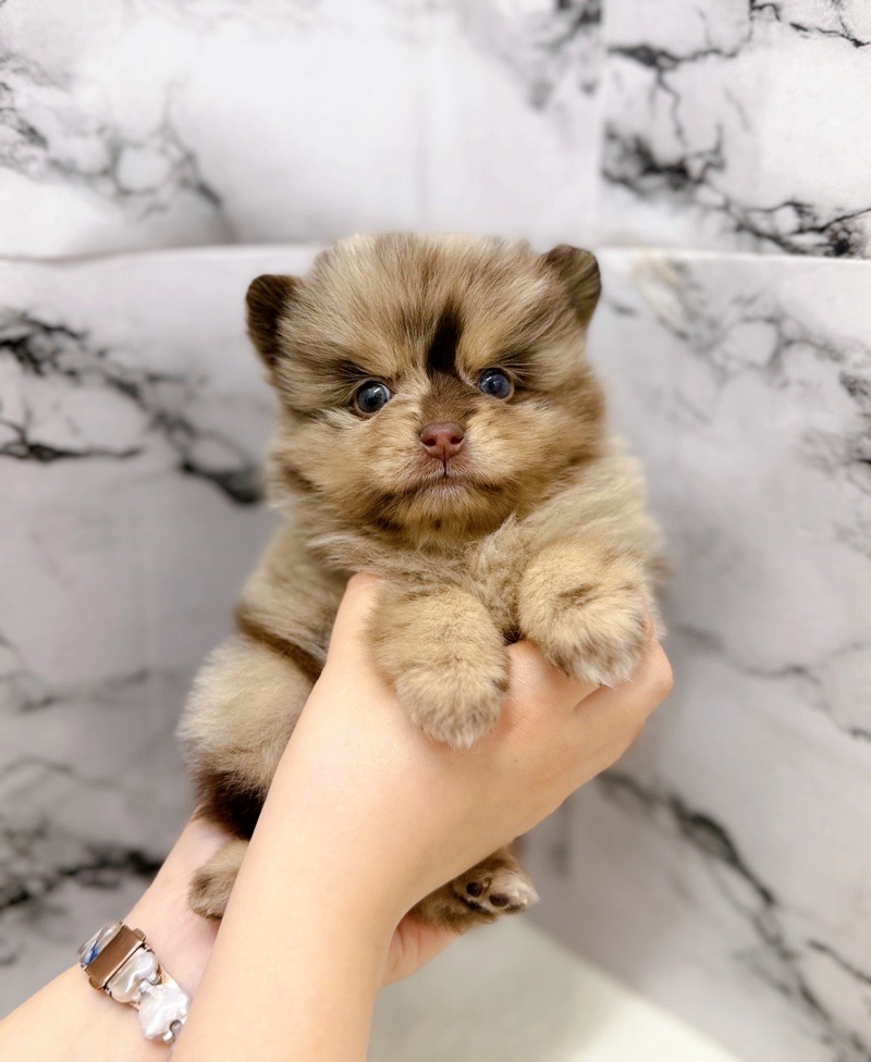 神奈川県のポメラニアン (かねだい東戸塚店/2025年12月21日生まれ/女の子/チョコレートマール)の子犬の1枚目の画像