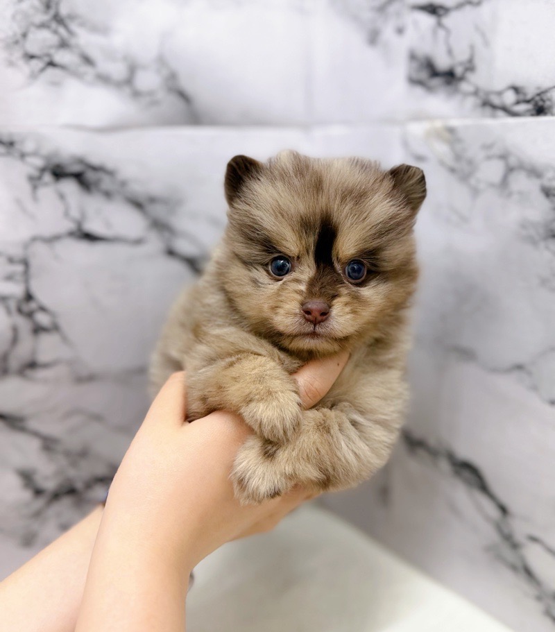 神奈川県のポメラニアン (かねだい東戸塚店/2025年12月21日生まれ/女の子/チョコレートマール)の子犬の2枚目の画像