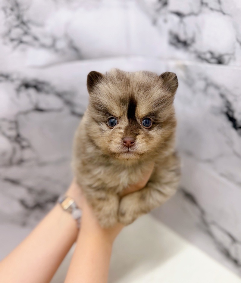 神奈川県のポメラニアン (かねだい東戸塚店/2025年12月21日生まれ/女の子/チョコレートマール)の子犬の3枚目の画像