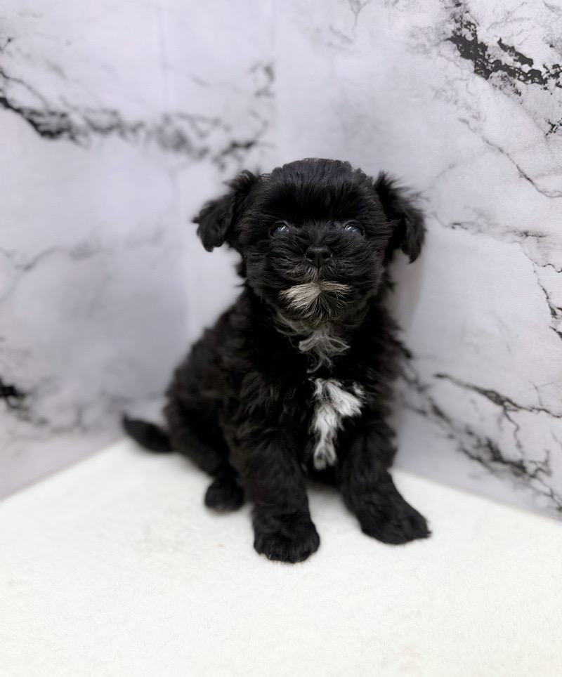 神奈川県のマルプー(マルチーズ×プードル) (かねだい東戸塚店/2025年12月20日生まれ/女の子/ブラック)の子犬の3枚目の画像