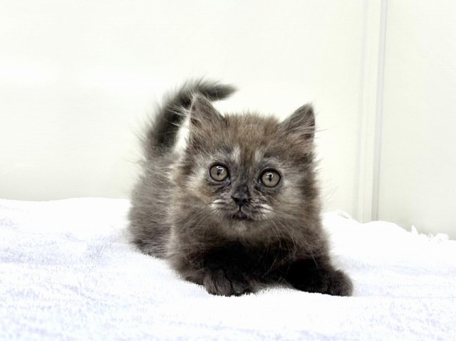 東京都のブリティッシュロングヘアー (かねだい本町田店/2025年12月14日生まれ/女の子/ブルー)の子猫の1枚目の画像