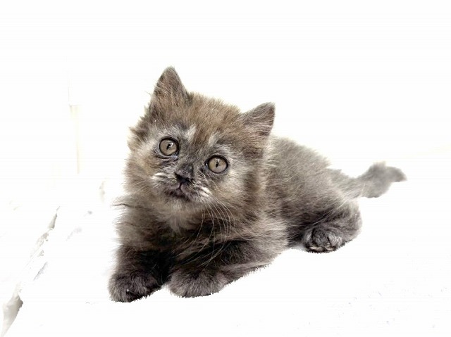 東京都のブリティッシュロングヘアー (かねだい本町田店/2025年12月14日生まれ/女の子/ブルー)の子猫の2枚目の画像