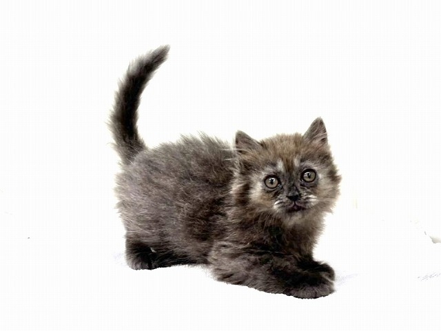 東京都のブリティッシュロングヘアー (かねだい本町田店/2025年12月14日生まれ/女の子/ブルー)の子猫の3枚目の画像