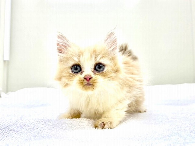 東京都のマンチカン (かねだい本町田店/2025年12月21日生まれ/男の子/レッドホワイト)の子猫の1枚目の画像