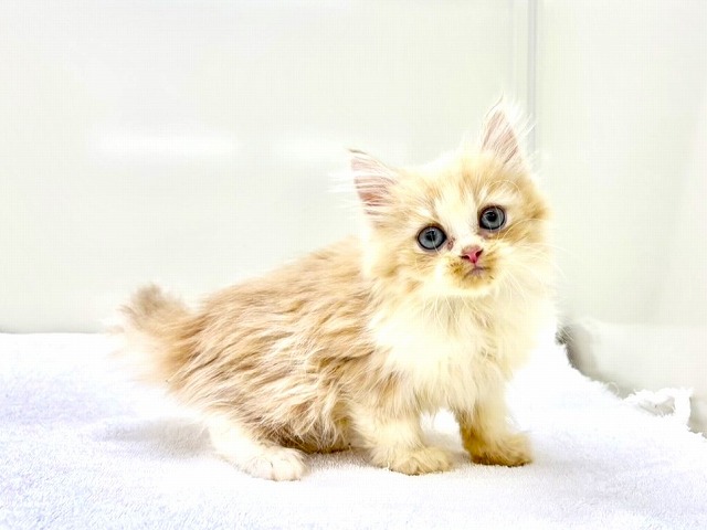 東京都のマンチカン (かねだい本町田店/2025年12月21日生まれ/男の子/レッドホワイト)の子猫の2枚目の画像