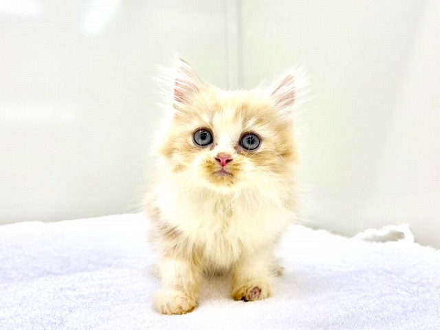 東京都のマンチカン (かねだい本町田店/2025年12月21日生まれ/男の子/レッドホワイト)の子猫の3枚目の画像