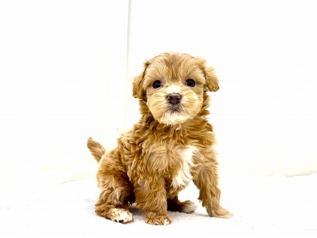 東京都のマルプー(マルチーズ×プードル) (かねだい本町田店/2025年12月14日生まれ/女の子/アプリコットホワイト)の子犬の1枚目の画像