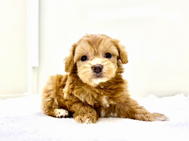 東京都のマルプー(マルチーズ×プードル) (かねだい本町田店/2025年12月14日生まれ/女の子/アプリコットホワイト)の子犬の2枚目の画像