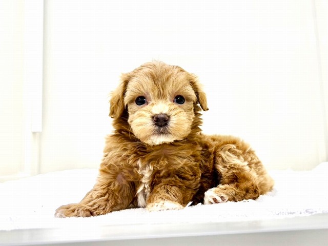 東京都のマルプー(マルチーズ×プードル) (かねだい本町田店/2025年12月14日生まれ/女の子/アプリコットホワイト)の子犬の4枚目の画像