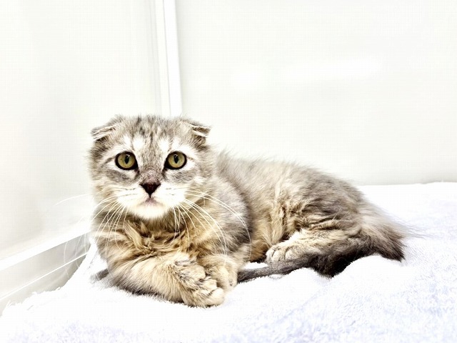 東京都のマンチカン (かねだい本町田店/2025年11月30日生まれ/女の子/ブルータビー)の子猫の1枚目の画像