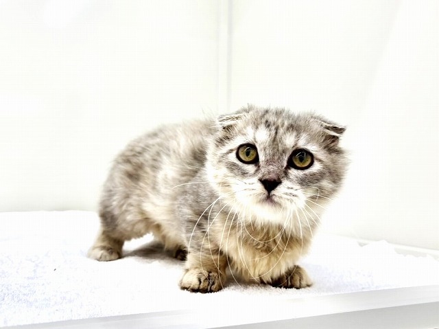 東京都のマンチカン (かねだい本町田店/2025年11月30日生まれ/女の子/ブルータビー)の子猫の4枚目の画像