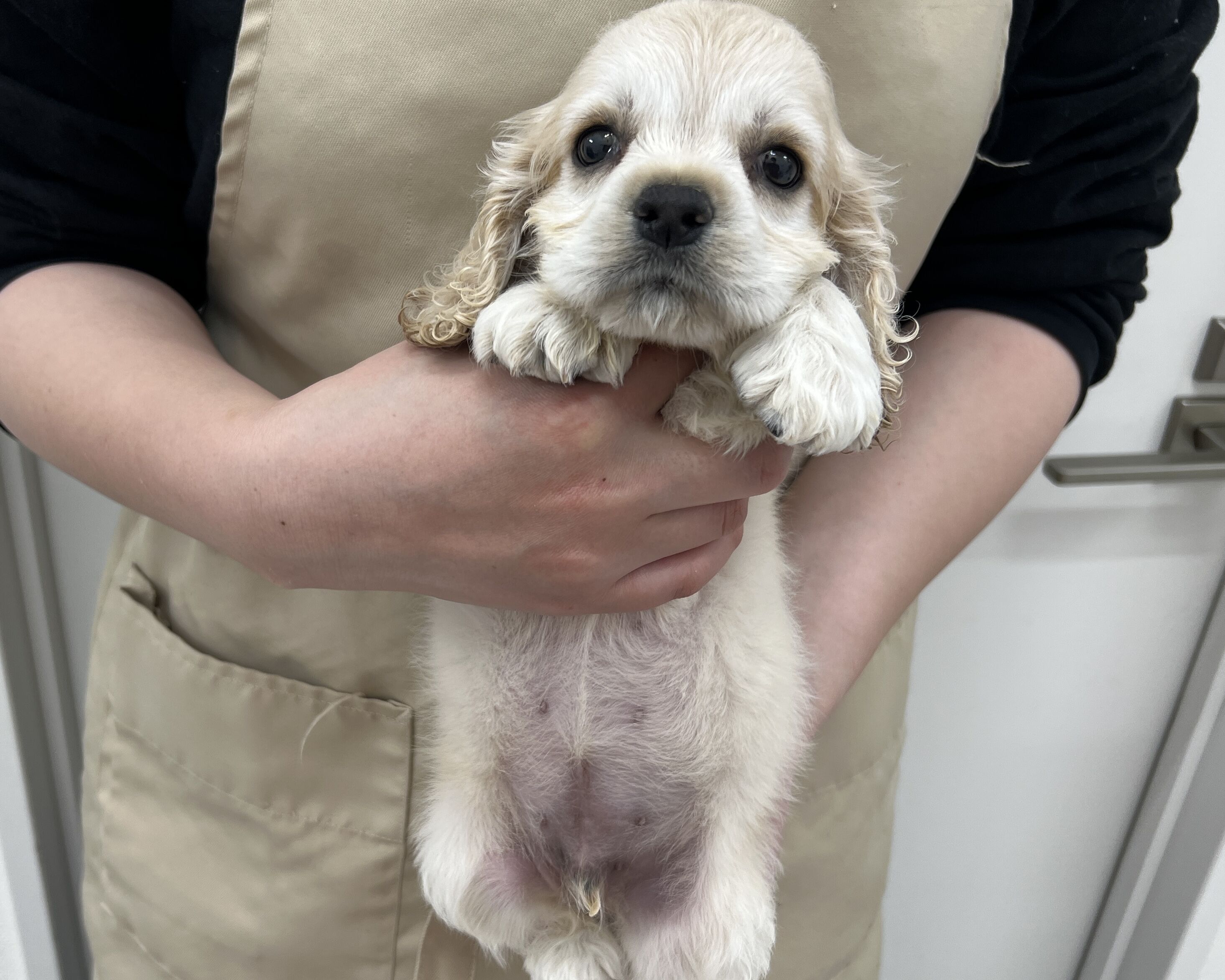 千葉県のアメリカンコッカースパニエル (かねだい千葉店/2025年12月18日生まれ/男の子/バフ)の子犬の1枚目の画像