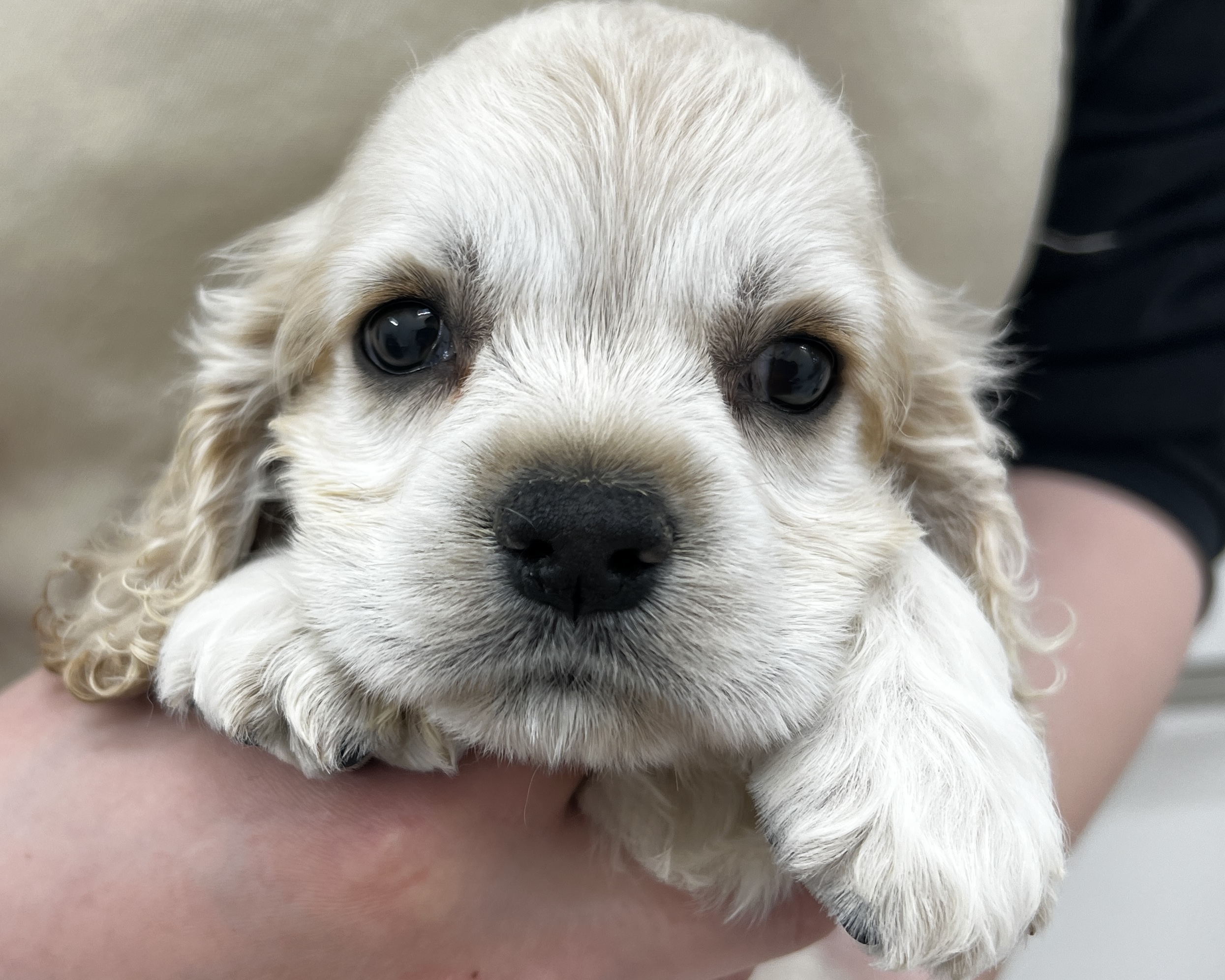 千葉県のアメリカンコッカースパニエル (かねだい千葉店/2025年12月18日生まれ/男の子/バフ)の子犬の2枚目の画像