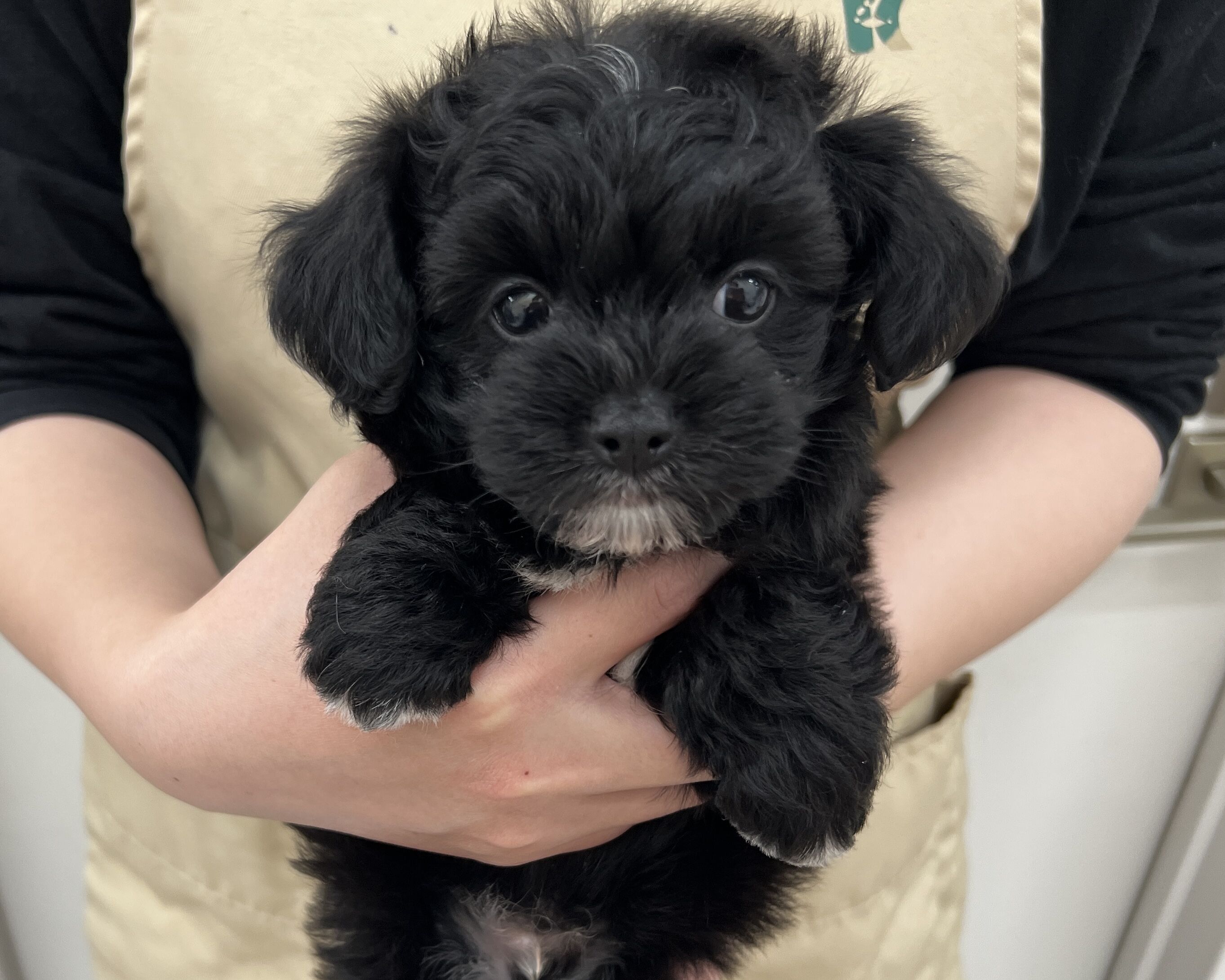 千葉県のチワプー/プーチー(チワワ×プードル) (かねだい千葉店/2025年12月18日生まれ/男の子/ブラックホワイト)の子犬の1枚目の画像