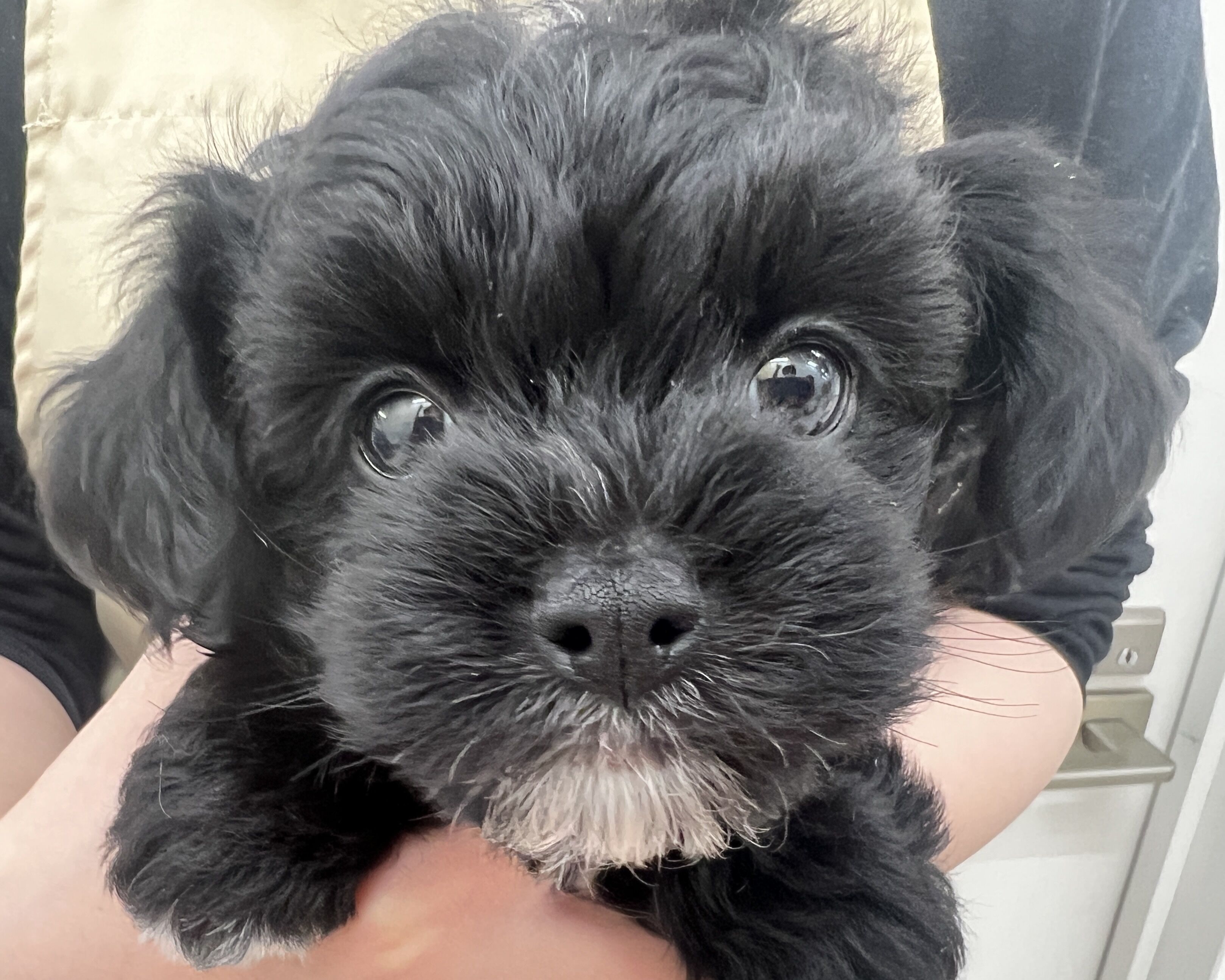 千葉県のチワプー/プーチー(チワワ×プードル) (かねだい千葉店/2025年12月18日生まれ/男の子/ブラックホワイト)の子犬の2枚目の画像