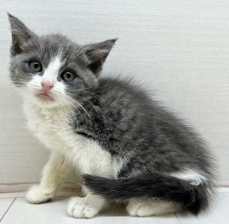 Munchkin (female) (Yachiyo store) Blue &amp; White