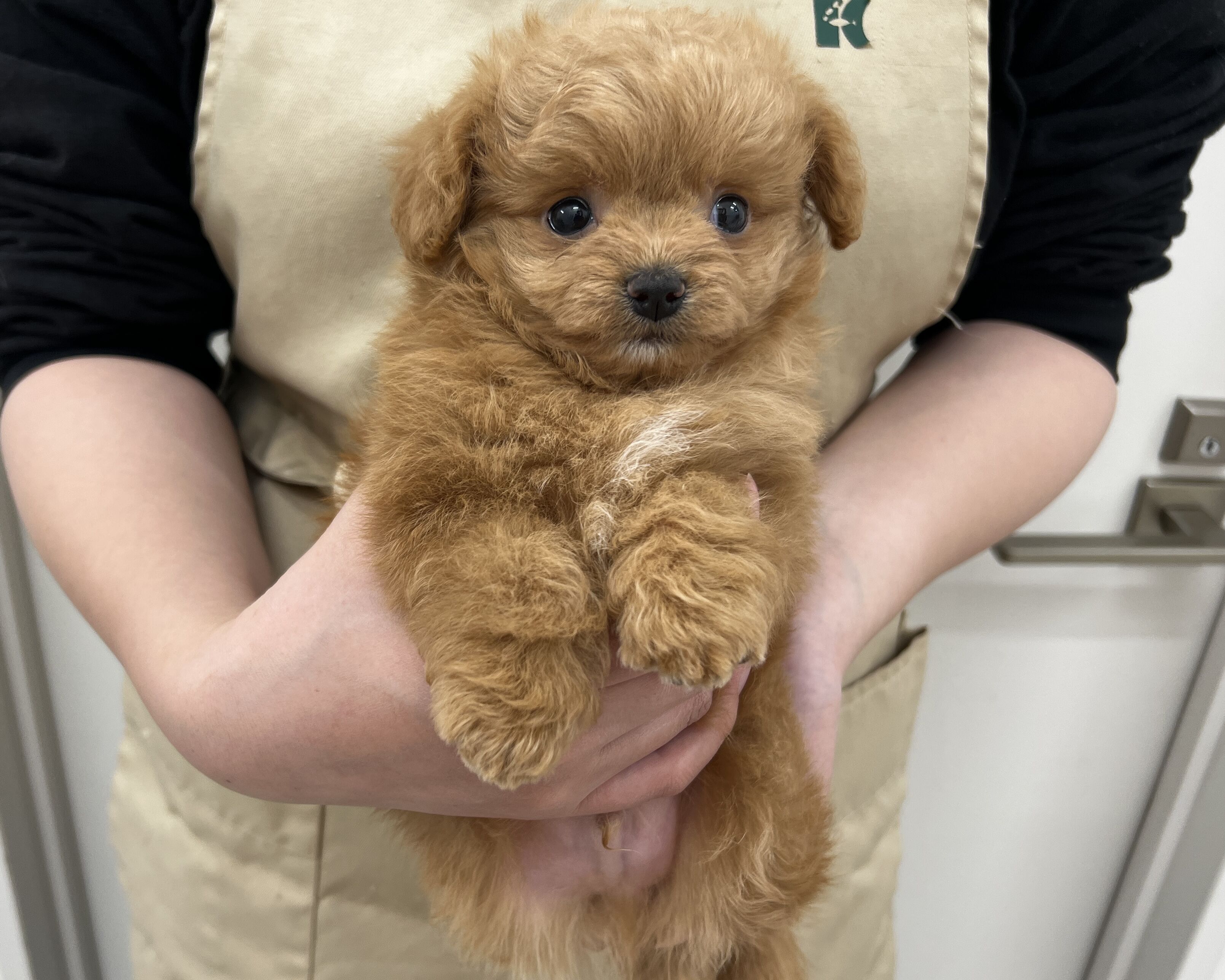 千葉県のチワプー/プーチー(チワワ×プードル) (かねだい千葉店/2025年12月20日生まれ/男の子/レッド)の子犬の1枚目の画像